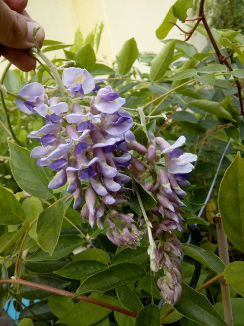 Glicynia Chi Ska Wisteria Sinensis Ogrodniczy Sklep Internetowy Wik Tor